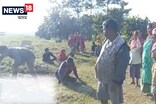 বোকাখাতত গঁড়ৰ আক্ৰমণত মৃত্যু এজনৰ