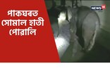 বিজনীত পাকঘৰত সোমাল হাতী পোৱালি
