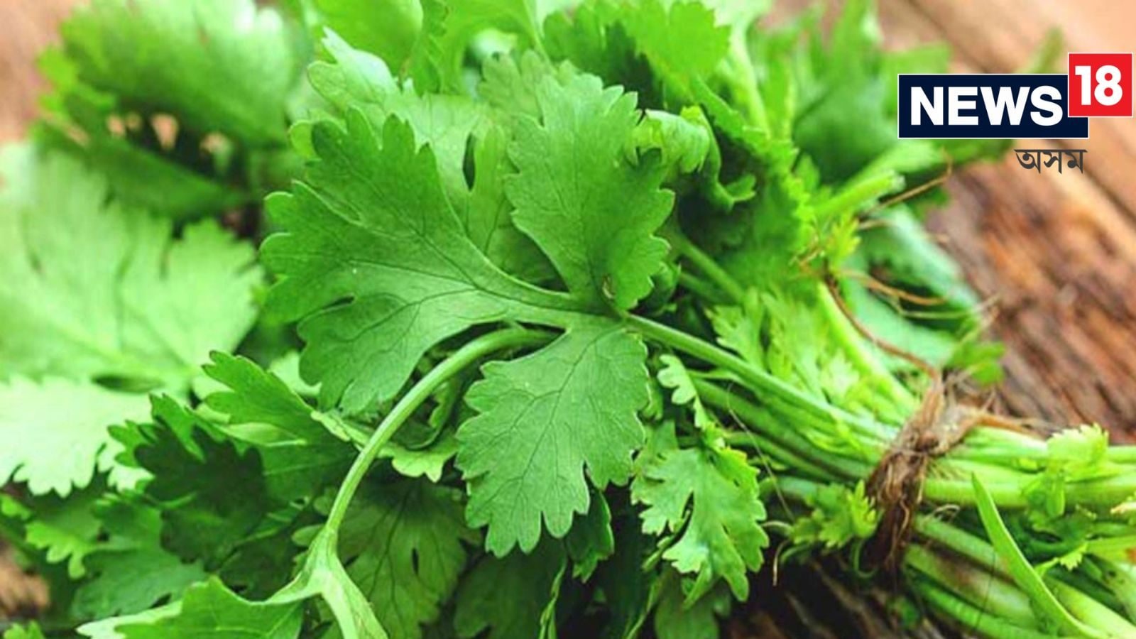 Green Coriander এটাও পাত বেয়া নহয় বা পচি নাযায় ! ধনিয়া পাত