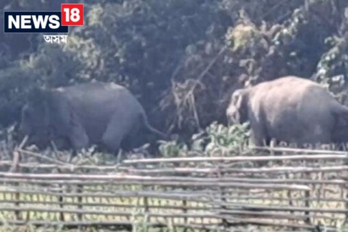 জনাঞ্চল এৰি বনাঞ্চলত প্ৰৱেশ বন্যহস্তি , আতংকিত নলবাৰীৰ যুগুৰকুছি।
