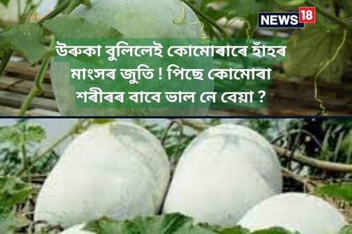 গৱেষণাত দেখা গৈছে যে বগা কোমোৰাই আইৰণৰ অভাৱ আঁতৰ কৰাৰ উপৰিও ৰোগ প্ৰতিৰোধ ক্ষমতা শক্তিশালী কৰিবলৈ কাম কৰে। কেৱল এয়াই নহয়, ইয়াত মেদবহুলতা-প্ৰতিৰোধী আৰু এণ্টিঅক্সিডেণ্ট গুণাগুণ আছে যি শৰীৰক বহুতো সমস্যাৰ পৰা আঁতৰাই ৰখাত সহায় কৰে।