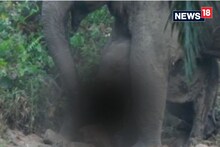 এটা হাতী পোৱালিৰ যন্ত্ৰণাকাতৰ জীৱন!