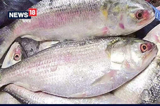 Hilsa Fish: মাত্ৰ ২৫ টকাত ইলিচ মাছ ! কোন ঠাইত পোৱা গৈছে এই অফাৰ !মাছ বজাৰত নহয় গেলামাল দোকানীয়ে দিছে এই অফাৰ।