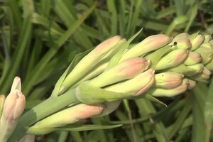 দাম্পত্য জীৱনত অশান্তি! ঘৰত ৰাখক এই ফুলৰ গছ