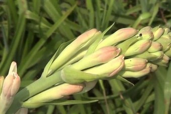 দাম্পত্য জীৱনত অশান্তি! ঘৰত ৰাখক এই ফুলৰ গছ