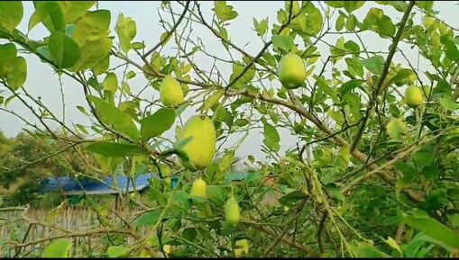 টীয়কৰ ভাস্কৰ হাজৰিকাৰ সফলতাৰ কাহিনী