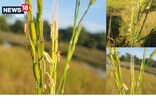 অসমতে আছে এই পৰ্যন্ত খাদ্য হিচাপে ব্যৱহাৰ নোহোৱা এবিধ ধান, ক'ত আছে এই ধান?