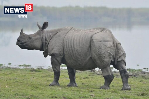 ৰাষ্ট্রীয় উদ্যান কাজিৰঙাৰ বাগৰি বনাঞ্চলৰ কাঠপৰা শিবিৰ এলেকাত গঁড় হত্যাৰ ঘটনা সংঘটিত হৈছিল।