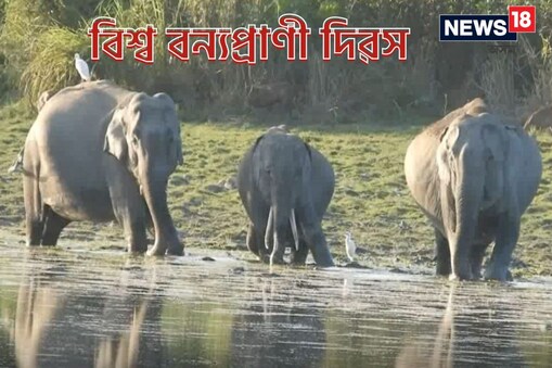 বন্যপ্ৰাণী সংৰক্ষণৰ ক্ষেত্ৰত বিশ্বই সামূহিক প্ৰচেষ্টা লোৱাৰ সময়ত কাজিৰঙাই বন্যপ্ৰাণী সংৰক্ষণৰ ক্ষেত্ৰত বিশ্ব দৰবাৰত এক নিদৰ্শন দাঙি ধৰিবলৈ সক্ষম হৈছে ৷