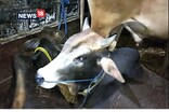 জাগীৰোড আৰক্ষী থানাত ৬ টাকৈ চোৰাং গৰু ! বাহন এৰি চালকৰ পলায়ন ...