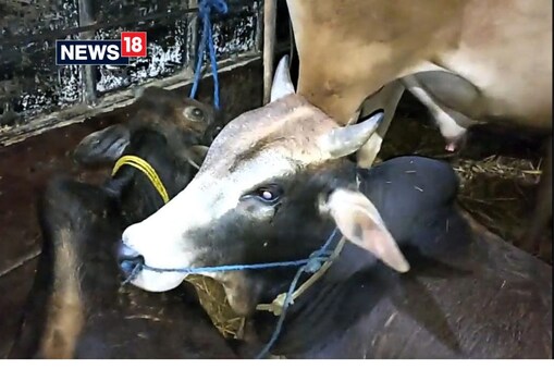 জাগীৰোড আৰক্ষীয়ে বুধবাৰে নিশা জব্দ কৰিবলৈ সক্ষম হয় ৬ টাকৈ চোৰাং গৰু ৷ আৰক্ষী বিষয়া বন্টি সন্দিকৈৰ নেতৃত্বত জাগীৰোড আৰক্ষীৰ এটা দলে জব্দ কৰিবলৈ সক্ষম হয় গৰুকেইটা ৷