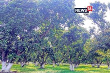 এই বৰ্ষত অনিশ্চয়তাৰ মাজত তেজপুৰৰ লিচুৰ বিদেশলৈ ৰপ্তানি