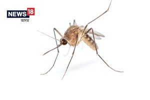 বৰষুণত মহৰ উপদ্ৰৱ ! এক পইচাও খৰচ নহ'ব, পাকঘৰৰ এই ২ উপাদানত যাদু আছে ...