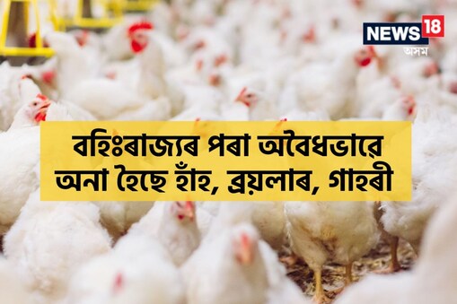 তিনিখন বলে'ৰ পিকাপ বাহনেৰে বইলাৰ মুৰ্গী অসমলৈ অনা হৈছিল।