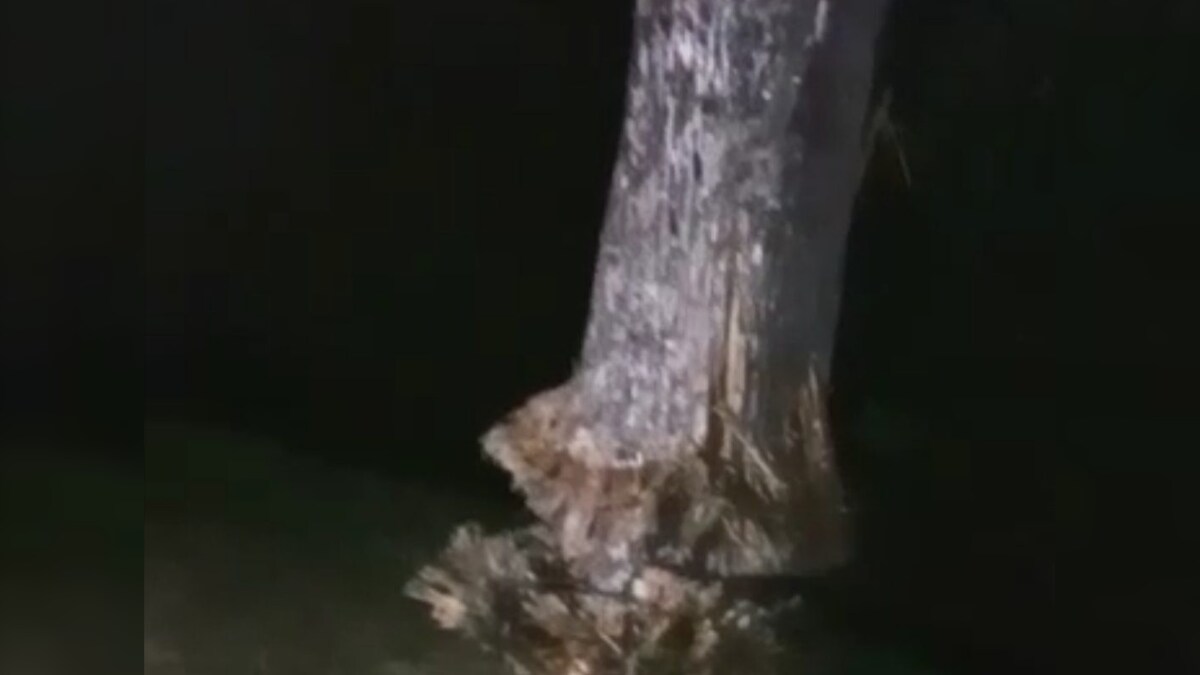 Gelatin Explosion destroys tree in Dhalai Cachar News18 অসমীয়া