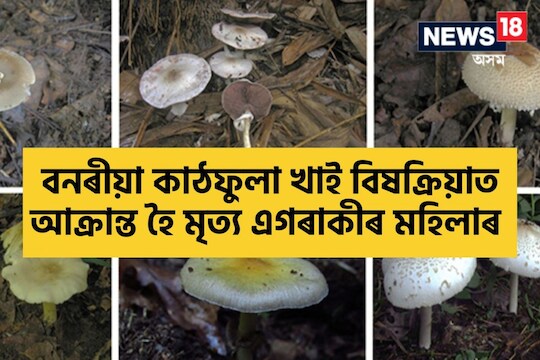 Jorhat News: বনৰীয়া কাঠফুলা খাই বিষক্ৰিয়াত আক্ৰান্ত হৈ এজনৰ মৃত্যু; সংকটজনক অৱস্থাত চিকিৎসাধীন হৈ আছে শিশু সহ আন বহুকেইগৰাকী লোক