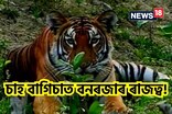 কলিয়াবৰৰ চাহ বাগিচাত বনৰজাৰ ৰাজত্ব!