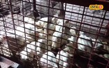 হঠাতে ব্ৰইলাৰৰ দাম অস্বাভাৱিকভাৱে বাঢ়িল কিয় ?