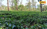 বাৰ্ষিক ৭০ লাখ ৫০ হাজাৰ কিলো চাহপাত উৎপাদন কৰে কুম্ভাই