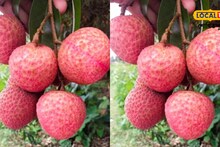 Tezpur Litchi: লণ্ডনৰ বজাৰৰ বাবে সাজু তেজপুৰৰ সাত কুইণ্টল লিচু