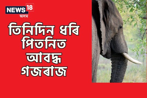 তেজপুৰত তিনিদিন ধৰি আবদ্ধ গজৰাজ, ক্ৰমাৎ অসুস্থ হৈ পৰা হাতীটোক উদ্ধাৰ কৰিবলৈ অক্ষম বন বিভাগ