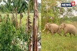 নলবাৰীত বন্যহস্তীৰ উপদ্ৰৱ ! বন্যহস্তীৰ আতংকত ক্ৰস্তমান স্থানীয় ৰাইজ