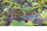 ঘৰৰ চাদতে গঢ়ি উঠিছে খেতি : ভেণ্ডিৰ পৰা লাও, বিলাহী, জিকালৈ