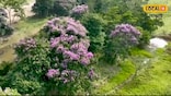 এজাৰ ফুলা দেখি বেজাৰ কিয় কৰ'...