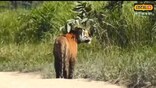 কাজিৰঙাত থকা এবিধ বিশেষ গছ : বাঘে এই গছত আঁচুৰি ভাল পাই কিয় ?