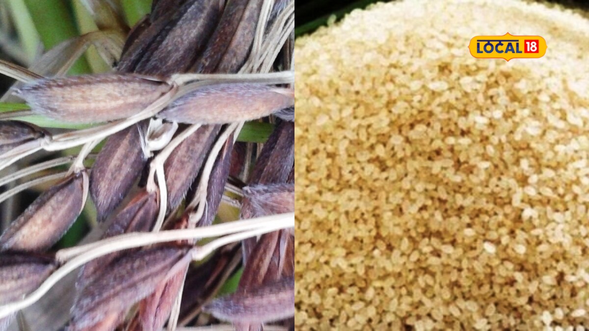 Assam joha rice effective in diabetes management research shows | জহা ...