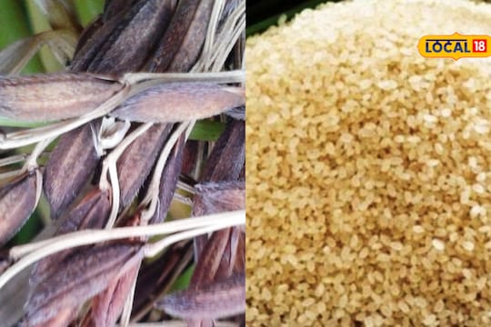 Assam joha rice effective in diabetes management research shows | জহা ...
