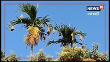 প্ৰকৃতিৰ অভিযন্তা টোকোৰা চৰাইৰ বাহেৰে সুশোভিত এখন বাৰী ...