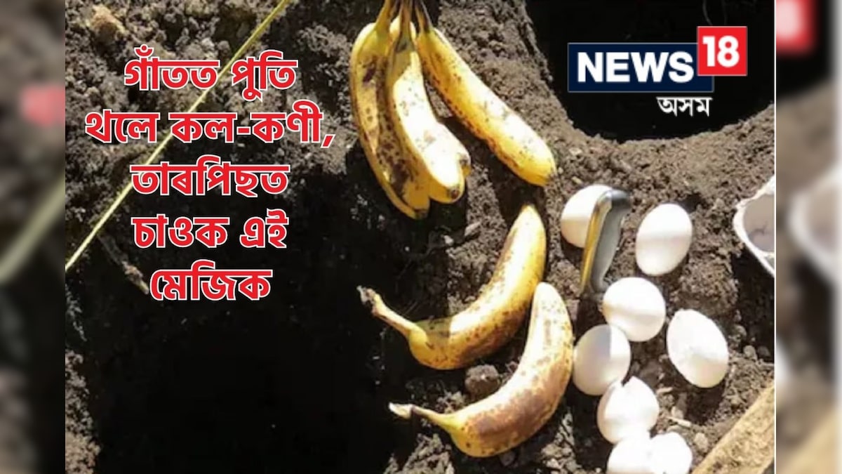 Using Eggs and Bananas as Organic Fertilizer for Tomato Plants মাটিত গাঁত খান্দি কল আৰু কণী
