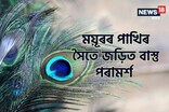 ঘৰত ময়ূৰৰ পাখি এনেদৰে ৰাখিব, আপুনি ভাগ্যৰ সমৰ্থন পাব