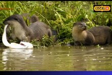 উদৰ মৎস্য চিকাৰ কাজিৰঙাৰ জলাশয়ত ...