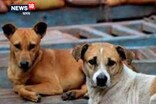 বিক্ৰী কৰিব পাৰিব কুকুৰৰ মাংস ! নিষেধাজ্ঞা প্ৰত্যাহাৰ কৰিলে গুৱাহাটী HCএ...