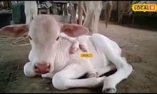 কৌতূহলৰ কেন্দ্ৰবিন্দু হৈ পৰিছে এটা গৰু