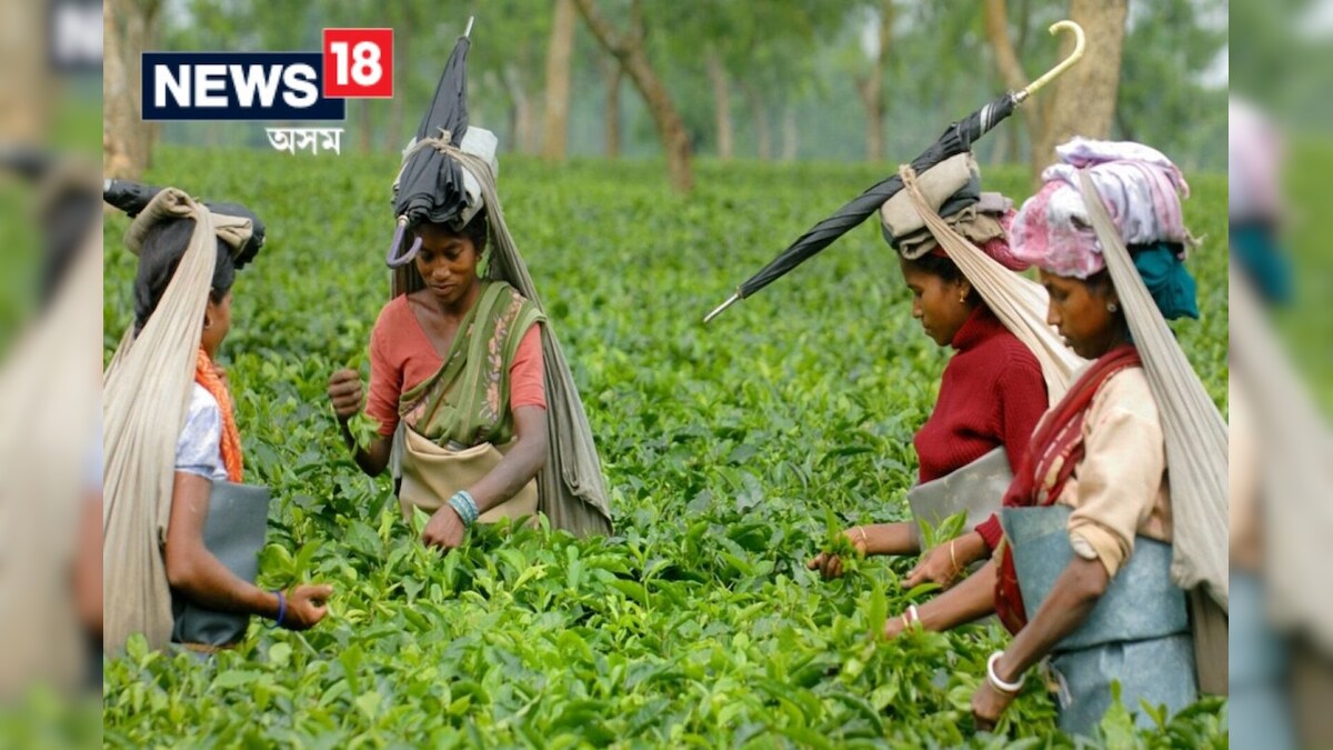 Tea Tribes of Assam: সমষ্টি পুনঃনিৰ্ধাৰণঃ অসমৰ ৰাজনীতিত এলাগী হ'ব নেকি ...
