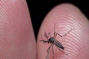 Dengue Mosquito : ডেংগী মহে কিমান উচ্চতালৈ উৰিব পাৰে? এডিচ মহৰ এই কথা জানিলে আচৰিত হ’ব!