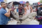 Big Fish : মাছমৰীয়াৰ জালত উঠিল ৬২ কেজি ওজনৰ দৈত্যকায় মাছ, ঢকুৱাখনাৰ বজাৰত উৎসুক জনতাৰ ভিৰ, Photo