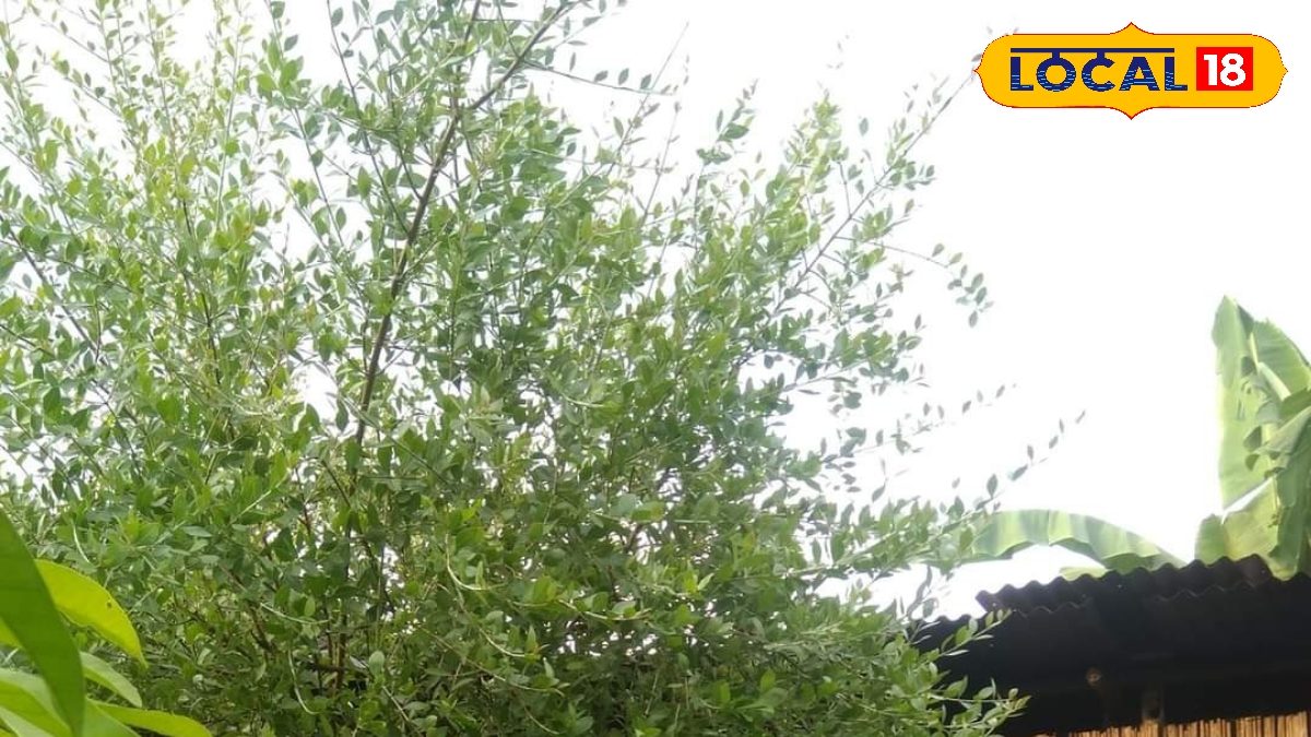 Jetuka Tree There is a natural plant found in Assam called Jetuka | - Assam News