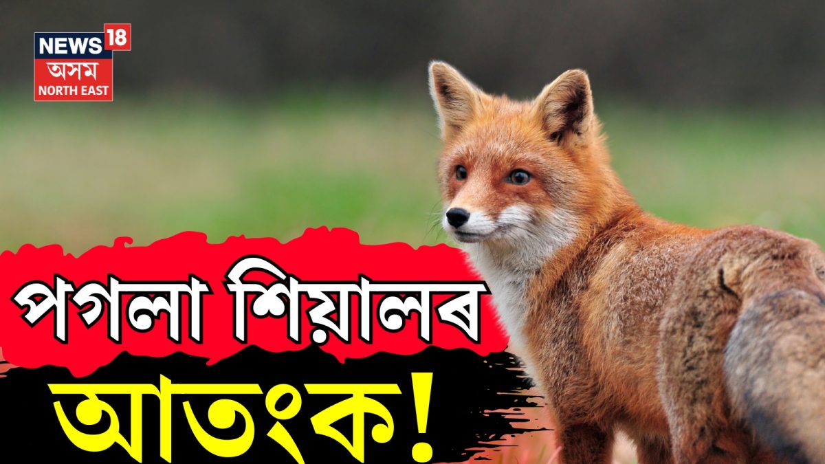 পগলা শিয়ালৰ আতংক! পগলা শিয়ালৰ আক্ৰমণত হাস্পতাল পালেগৈ ৮গৰাকীকৈ লোকে ...