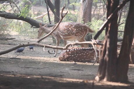 गर्मी के कारण 14 हिरणों की मौत गर्मी के कारण 14 हिरणों की मौत
