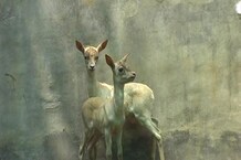 कानन पेंडारी में आए दो नन्हे मेहमान 