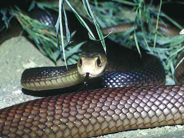 top 10 most venomous snakes of world ये हैं दुनिया के सबसे जहरीले सांप ...
