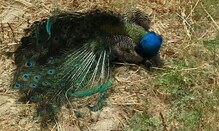 करंट लगने से राष्ट्रीय पक्षी मोर की मौत