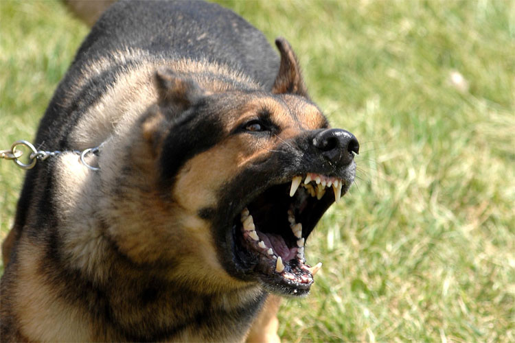  जर्मन शेफर्ड: पुलिसिया कुत्तों के रूप में पहचान बना चुका जर्मन शेफर्ड दुनिया के 10 सबसे खतरनाक कुत्तों में से एक है. यह लोगों पर 108 किलो के दबाव से अटैक करता है, जिसके बाद बच पाना मुश्किल होता है. जबकि, इनका वजन 30 से 40 किलो के बीच होता है. कई देशों में इसे पालने पर प्रतिबंध लगा दिया गया है.