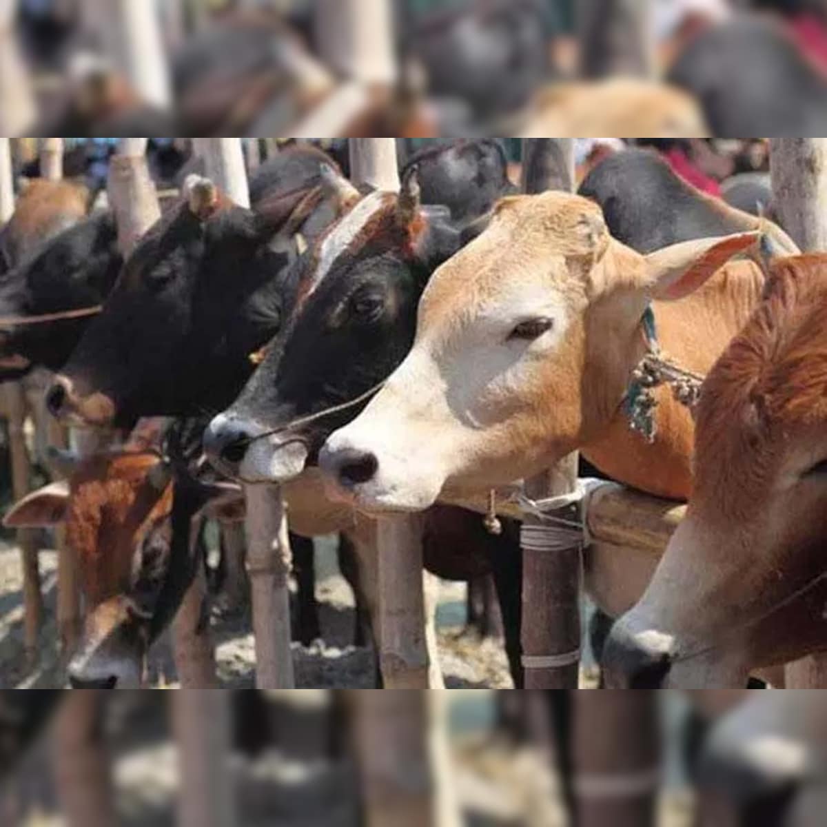 बीफ मतलब सिर्फ गोमांस नहीं, तो क्यों हुई पर्रिकर के बयान पर सियासत? – News18 हिंदी बीफ मतलब सिर्फ गोमांस नहीं, तो क्यों हुई पर्रिकर के बयान पर सियासत? – News18 हिंदी