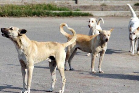 प्रतीकात्मक तस्वीर