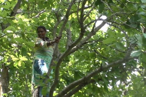 कांदोनी सोरेन को पेड़ों से प्यार है.
